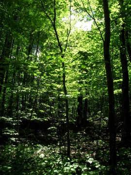Virginia VA